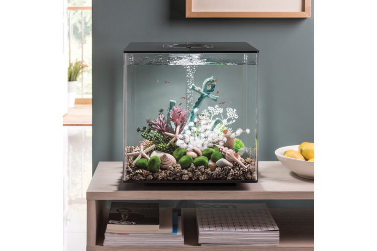 Enhance Your Well-being: Embrace the Relaxing Ambiance of a Fish Tank