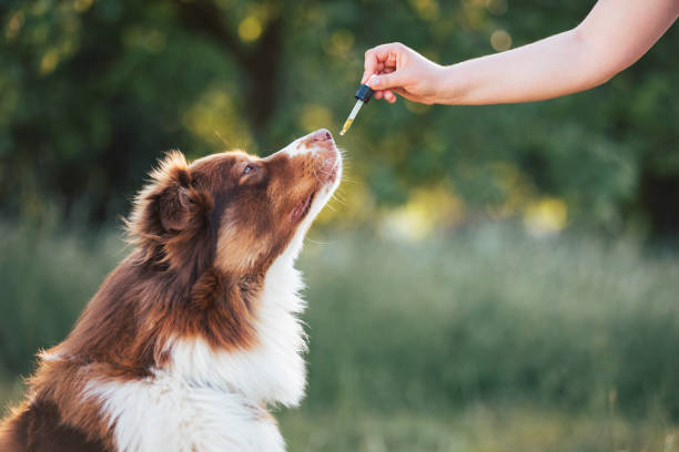 Why More Canadians are Turning to CBD Oil for Dogs